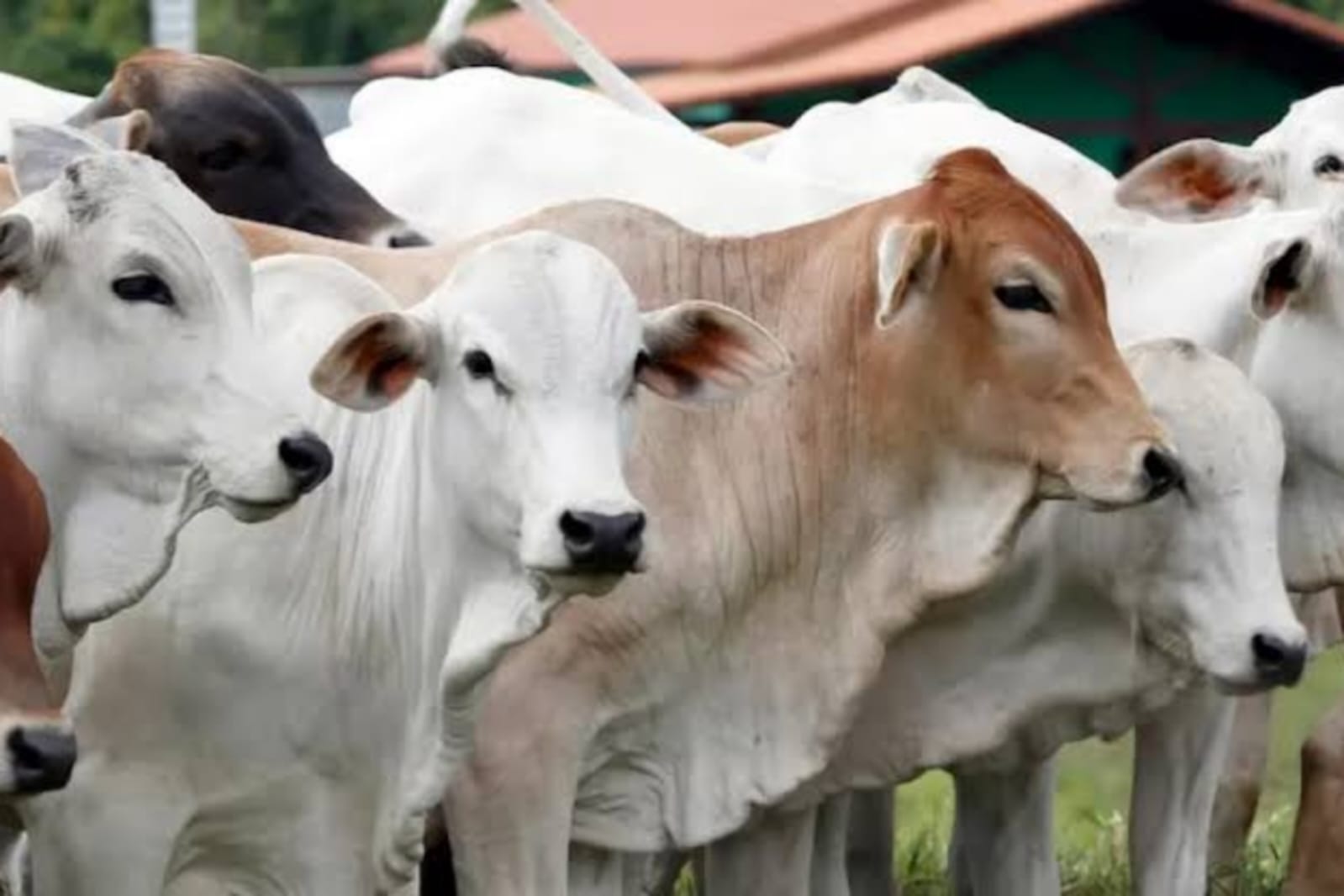 17 Ribu Hewan Kurban Dibutuhkan di Kepulauan Riau Jelang Idul Adha 2025