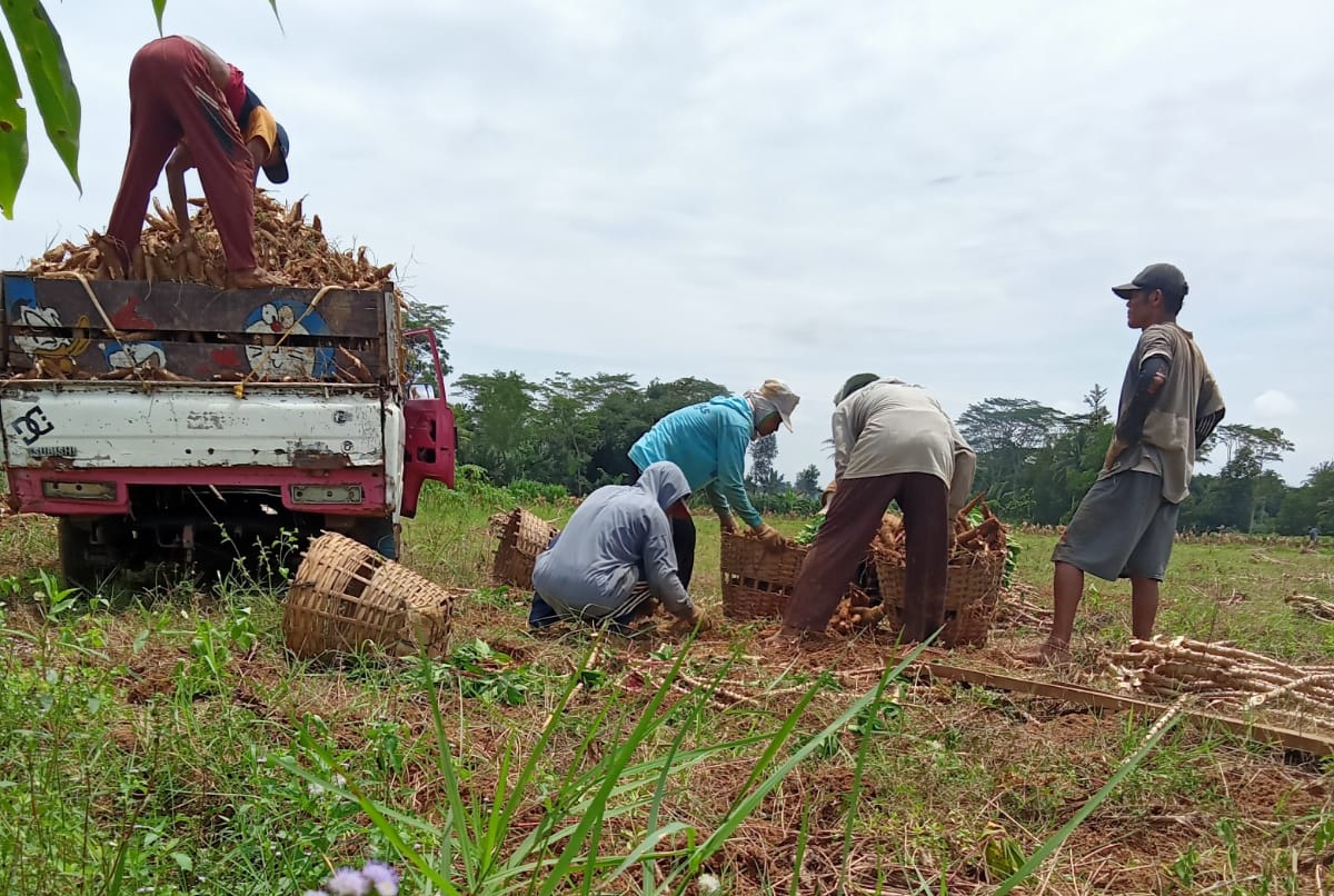Asperti Apresiasi Kebijakan Harga Singkong: Prioritaskan Kesejahteraan Petani