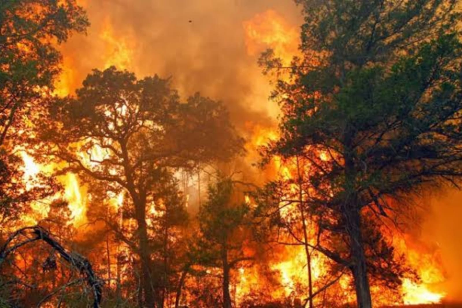 Cuaca Panas Mulai Melanda, BMKG Ingatkan Waspada Kebakaran Hutan di Kepulauan Riau