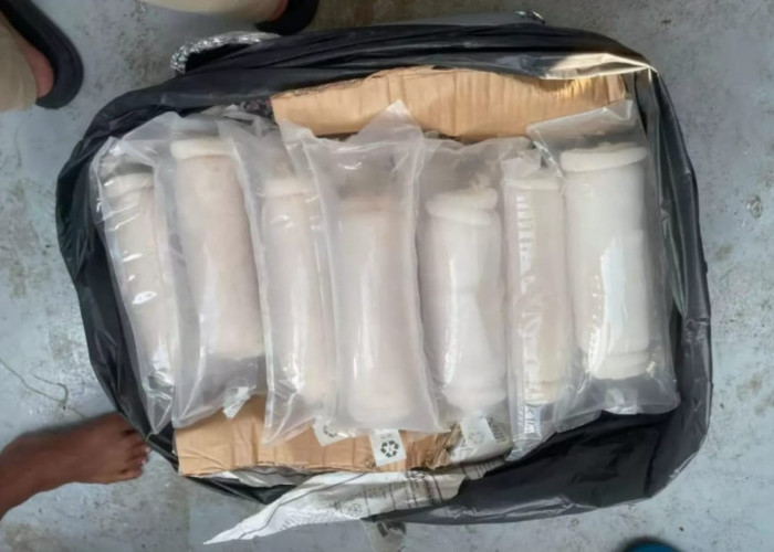 Operasi Gabungan Gagalkan Penyelundupan Baby Lobster Senilai Miliaran Rupiah di Batam
