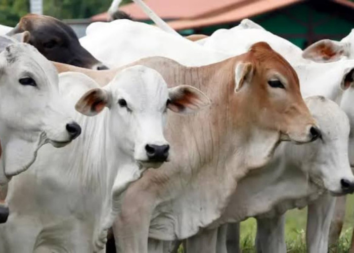 17 Ribu Hewan Kurban Dibutuhkan di Kepulauan Riau Jelang Idul Adha 2025