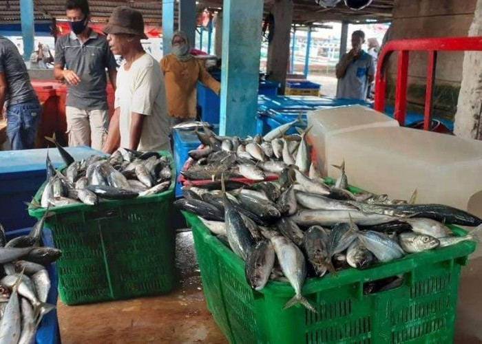 Produksi Ikan Kepri Melimpah, Jadi Andalan Tekan Inflasi dan Jaga Harga Pangan