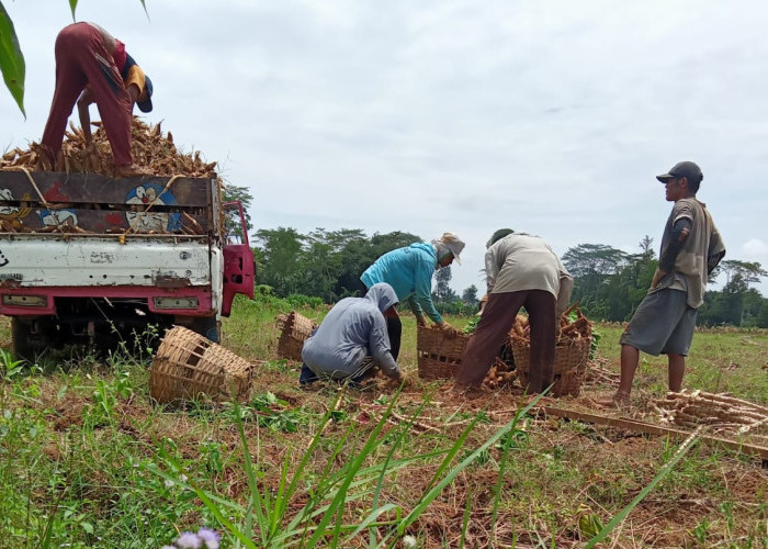 Asperti Apresiasi Kebijakan Harga Singkong: Prioritaskan Kesejahteraan Petani