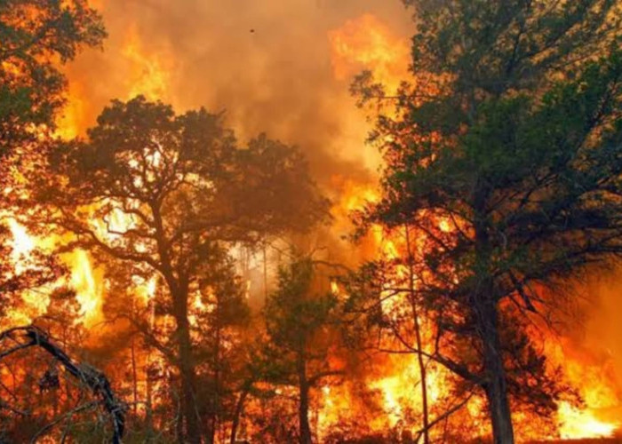 Cuaca Panas Mulai Melanda, BMKG Ingatkan Waspada Kebakaran Hutan di Kepulauan Riau 