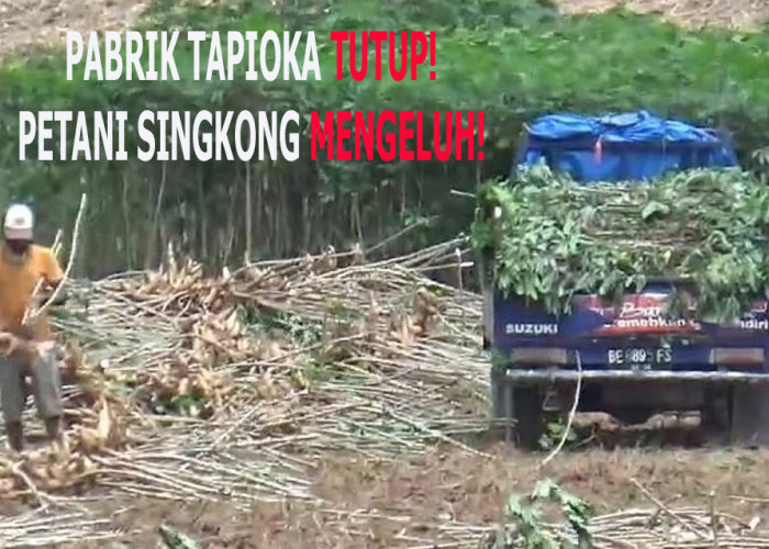 Petani Singkong Lampung Mengeluh Pabrik Tapioka Tutup Usai Pergub 36/2025, Kadin Dorong Solusi Terbaik